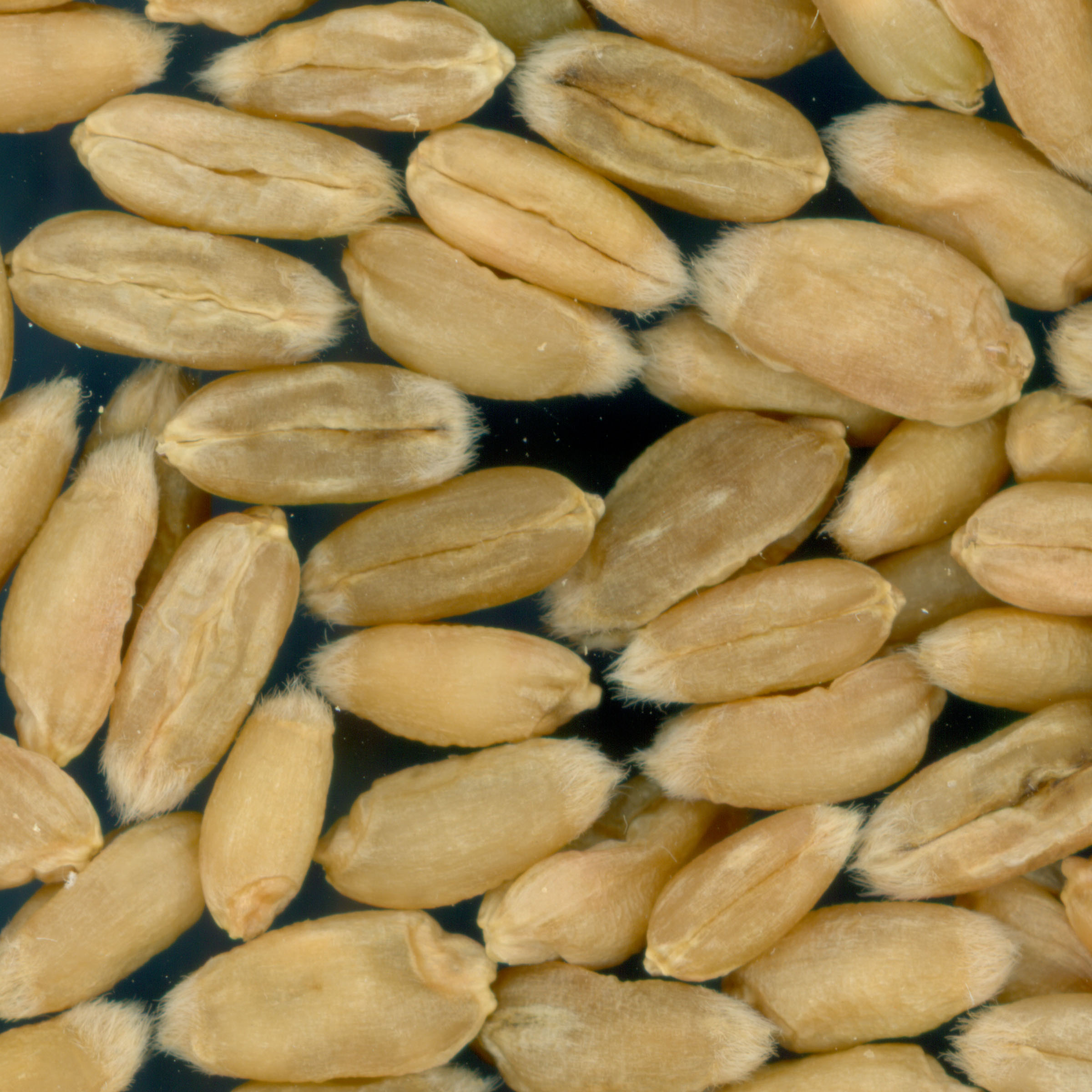 Click for 2 image(s) for this accession. KERNELS